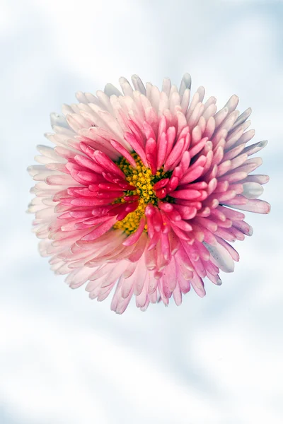 Рожева Квітка Хризантеми Білому Тлі — стокове фото