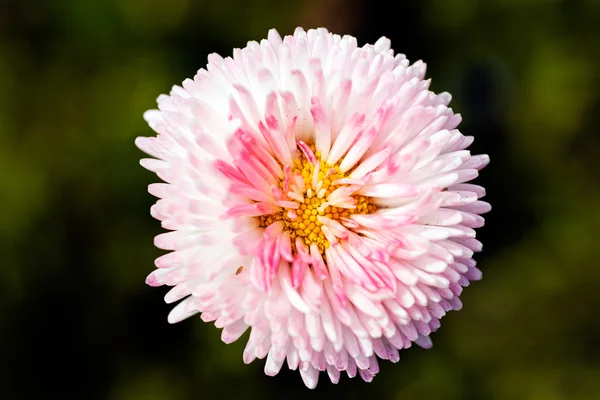 粉红色的菊花 在深色背景上 — 图库照片