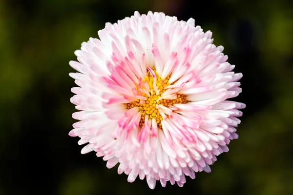 Flor Crisantemo Rosa Sobre Fondo Oscuro — Foto de Stock