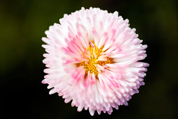 Flor Crisantemo Rosa Sobre Fondo Oscuro — Foto de Stock