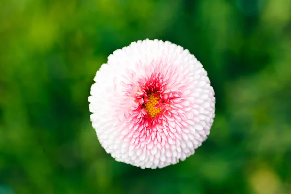 Біла Квітка Хризантеми Зеленому Фоні — стокове фото