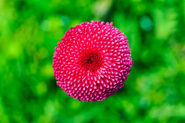 Рожева Квітка Хризантеми Зеленому Фоні — стокове фото
