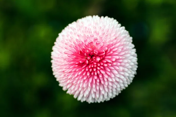 Рожева Квітка Хризантеми Темному Фоні — стокове фото
