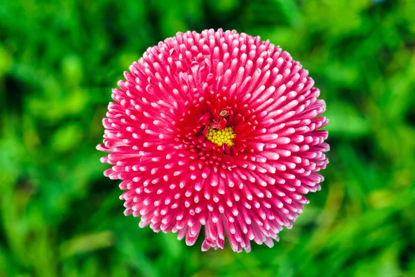 绿色背景上的粉红色菊花 — 图库照片