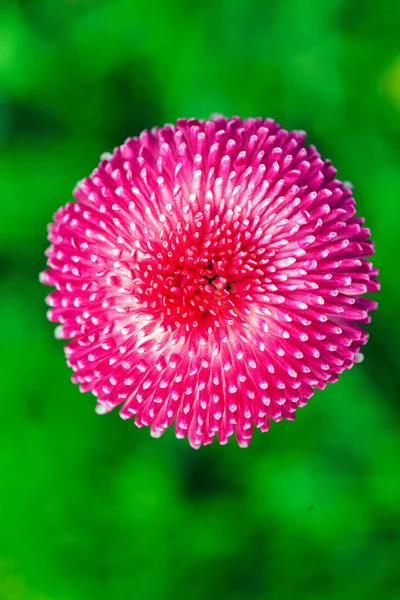 绿色背景上的粉红色菊花 — 图库照片