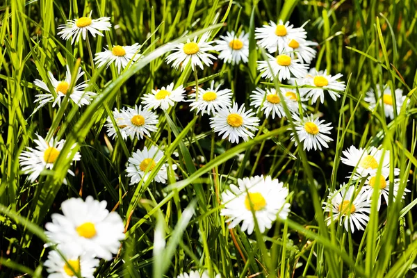 Virágok Százszorszép Réten — Stock Fotó