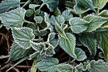 Tarladaki çeşitli bitkiler katledildi.