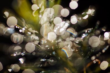 a variety of plants in the field the slain, blurred background
