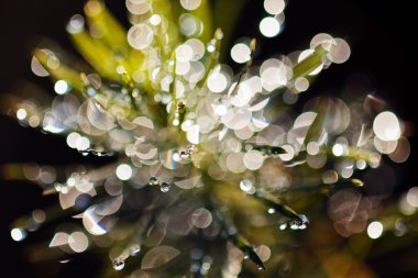 a variety of plants in the field the slain, blurred background