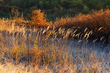Tarladaki çeşitli bitkiler katledildi, yüzeysel alan derinliğine dikkat edin.