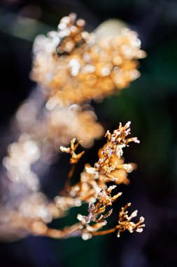 Tarladaki çeşitli bitkiler katledildi.