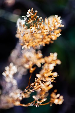 Tarladaki çeşitli bitkiler katledildi.