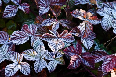 Tarladaki çeşitli bitkiler katledildi.