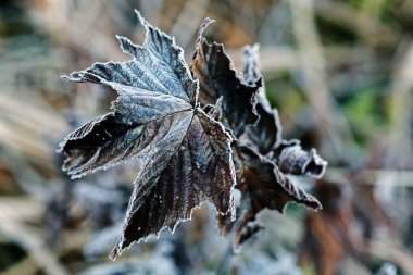 Tarladaki çeşitli bitkiler katledildi, yüzeysel alan derinliğine dikkat edin.