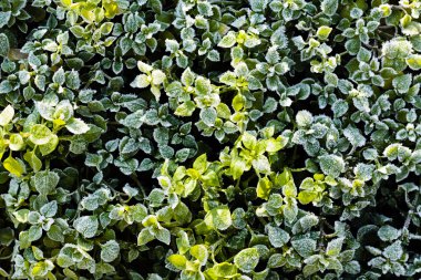 Tarladaki çeşitli bitkiler katledildi.