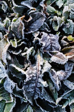 Tarladaki çeşitli bitkiler katledildi.