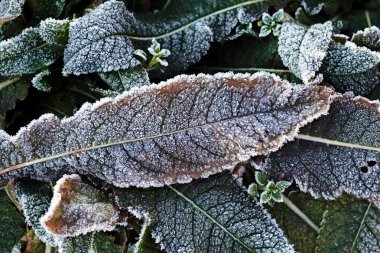 Tarladaki çeşitli bitkiler katledildi, yüzeysel alan derinliğine dikkat edin.