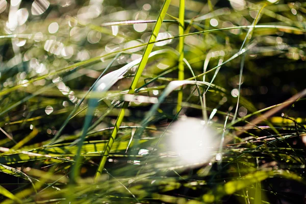 Una Varietà Piante Nel Campo Ucciso Nota Profondità Campo Poco — Foto Stock