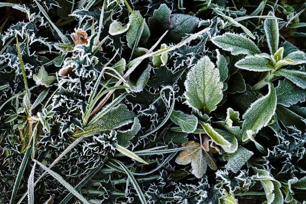 Uma Variedade Plantas Campo Mortos — Fotografia de Stock