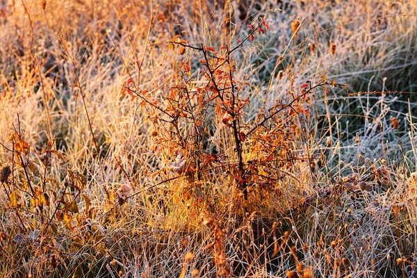 Una Varietà Piante Nel Campo Ucciso Nota Profondità Campo Poco — Foto Stock