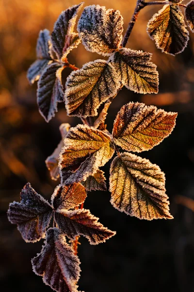 Variety Plants Field Slain Note Shallow Depth Field — 스톡 사진