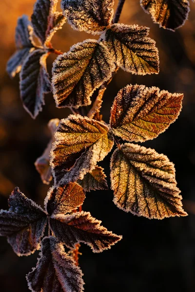 Una Variedad Plantas Campo Los Muertos Nota Poca Profundidad Campo — Foto de Stock