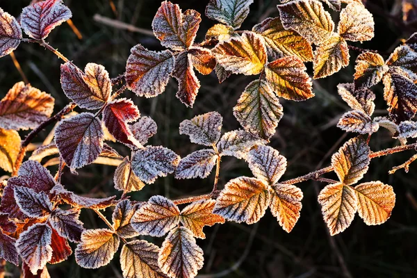 Uma Variedade Plantas Campo Mortos — Fotografia de Stock