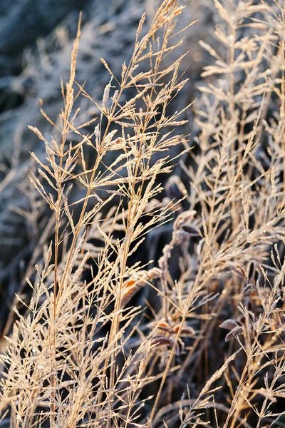 Una Variedad Plantas Campo Los Muertos Nota Poca Profundidad Campo — Foto de Stock