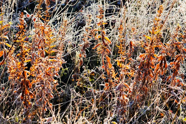 Hierba Seca Otoño Nota Poca Profundidad Campo — Foto de Stock