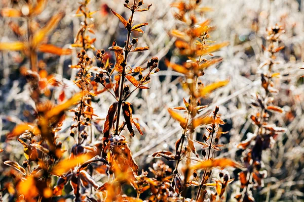 Hierba Seca Otoño Nota Poca Profundidad Campo — Foto de Stock