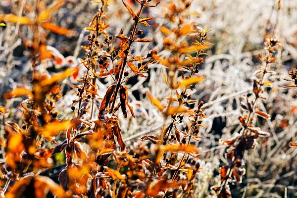 Hierba Seca Otoño Nota Poca Profundidad Campo — Foto de Stock