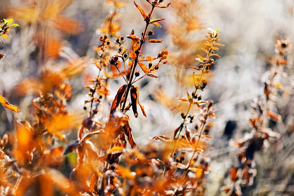 Hierba Seca Otoño Nota Poca Profundidad Campo — Foto de Stock