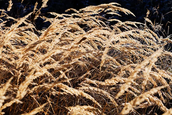 Grama Seca Outono Observe Profundidade Rasa Campo — Fotografia de Stock