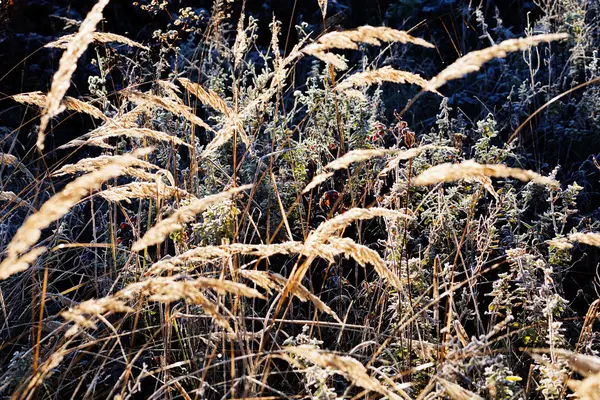 Dry Grass Autumn Note Shallow Depth Field — 스톡 사진