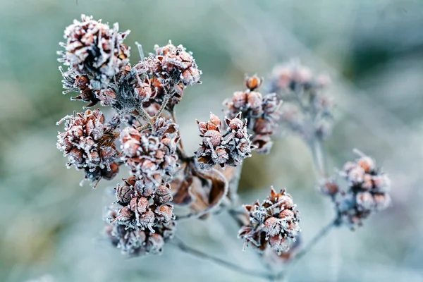 Una Variedad Plantas Campo Los Muertos Nota Poca Profundidad Campo — Foto de Stock