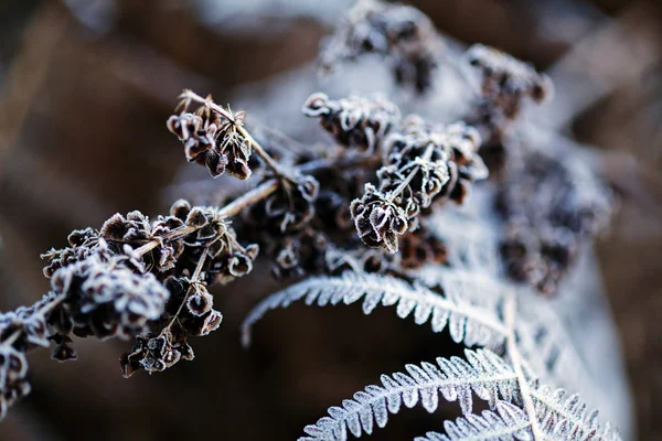 Una Variedad Plantas Campo Los Muertos Nota Poca Profundidad Campo —  Fotos de Stock