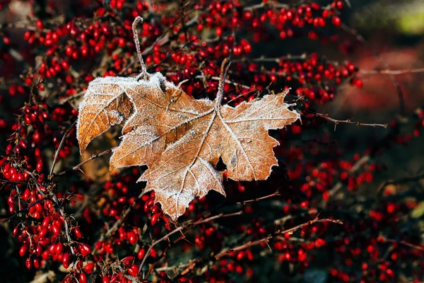 Листья Солью Роса Красного Цвета Осенью Обратите Внимание Мелкую Глубину — стоковое фото