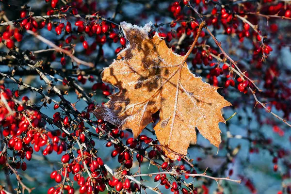 Листья Солью Роса Красного Цвета Осенью Обратите Внимание Мелкую Глубину — стоковое фото
