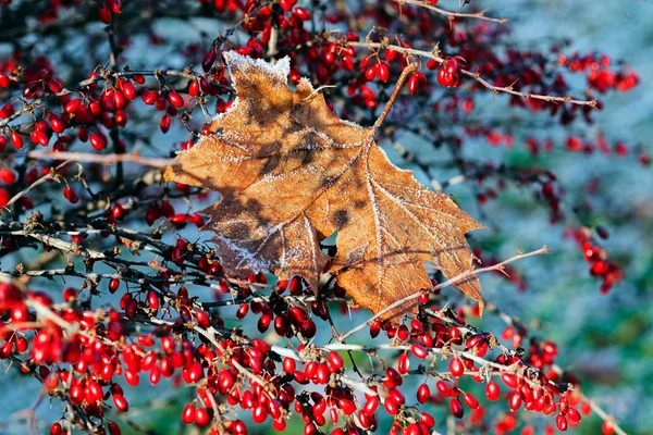 Hojas Bajo Sal Rocío Color Rojo Otoño Nota Poca Profundidad — Foto de Stock