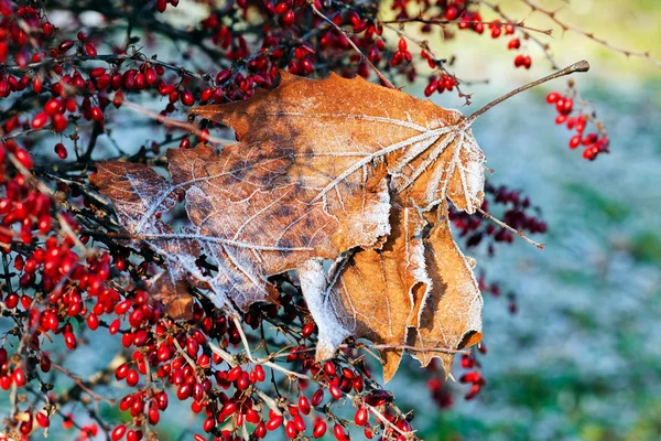 Folhas Sob Sal Orvalho Cor Vermelha Outono Observe Profundidade Rasa — Fotografia de Stock