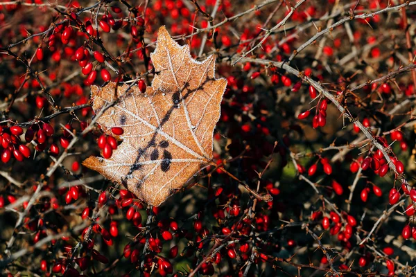 Hojas Bajo Sal Rocío Color Rojo Otoño Nota Poca Profundidad — Foto de Stock