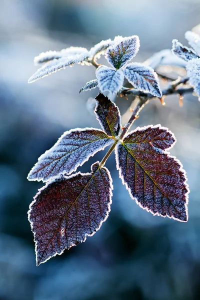 Yapraklar altında, alanın derinliğine dikkat edin.