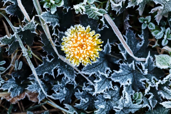 Yellow Dandelion Salt Dew Note Shallow Depth Field — 스톡 사진