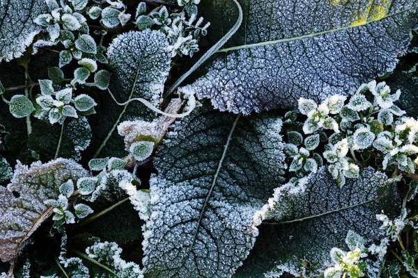 Uma Variedade Plantas Campo Mortos Note Profundidade Rasa Campo — Fotografia de Stock