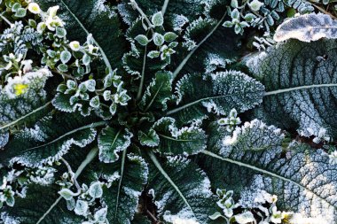 Tarladaki çeşitli bitkiler katledildi, yüzeysel alan derinliğine dikkat edin.