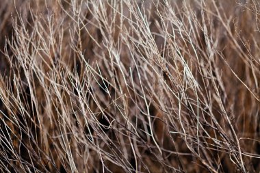 Sonbaharda ya da baharda çimenler, tarlanın sığ derinliğine dikkat edin.