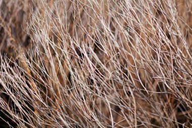 Sonbaharda ya da baharda çimenler, tarlanın sığ derinliğine dikkat edin.