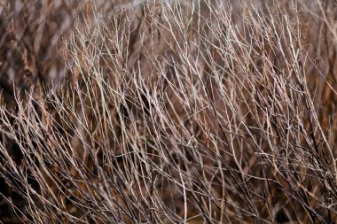 Sonbaharda ya da baharda çimenler, tarlanın sığ derinliğine dikkat edin.