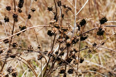 Sonbaharda ya da baharda çimenler, tarlanın sığ derinliğine dikkat edin.