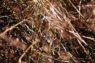 Sonbaharda kuru çimenler, tarlanın sığ derinliğine dikkat edin.